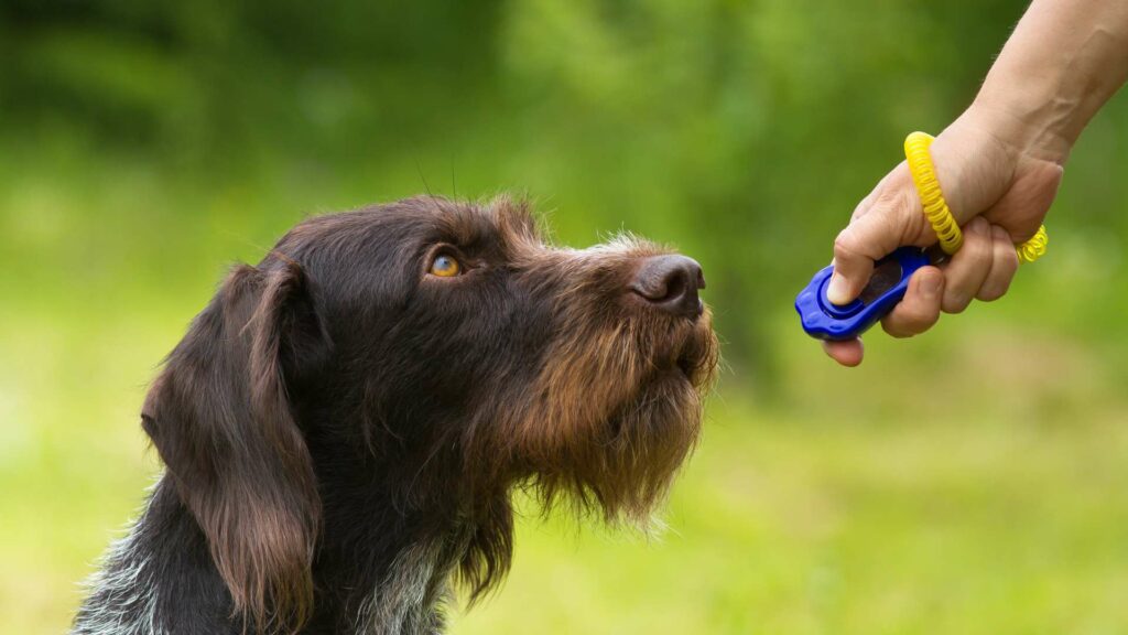 La méthode clicker training