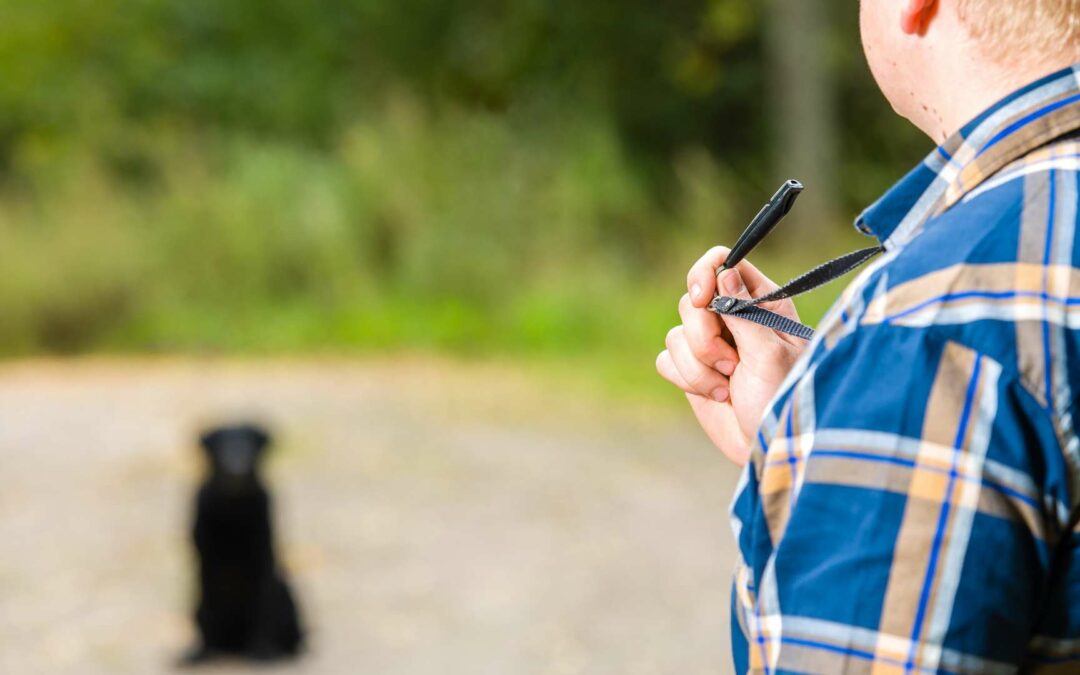 Dressage avec un sifflet ultrason : ça fonctionne ?