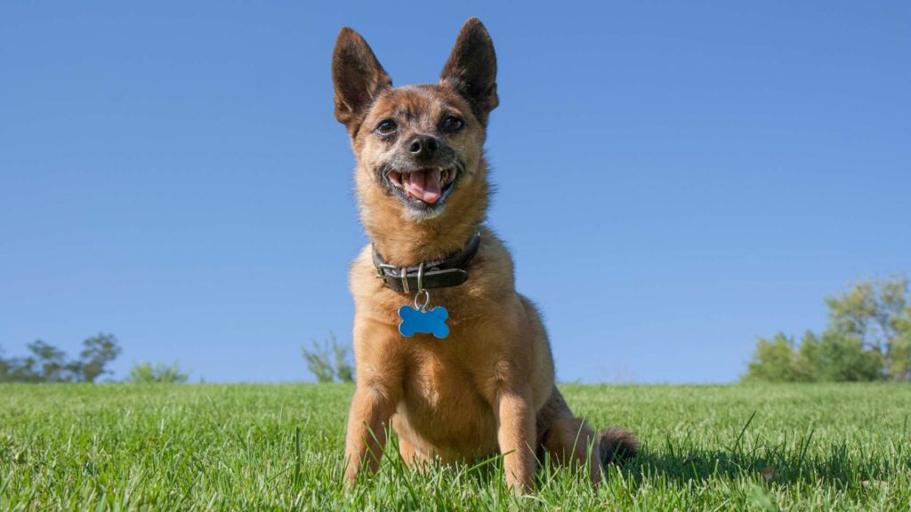 Un collier pour chien