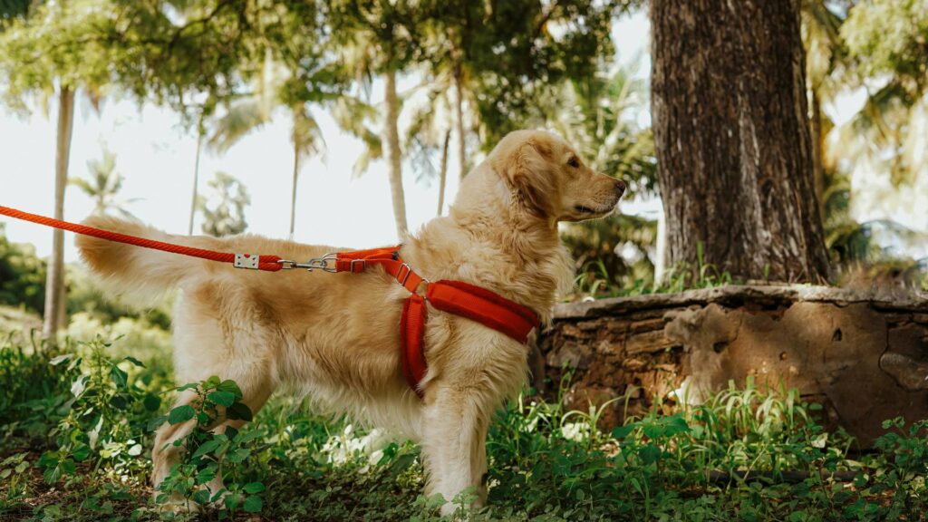 Une laisse pour chien