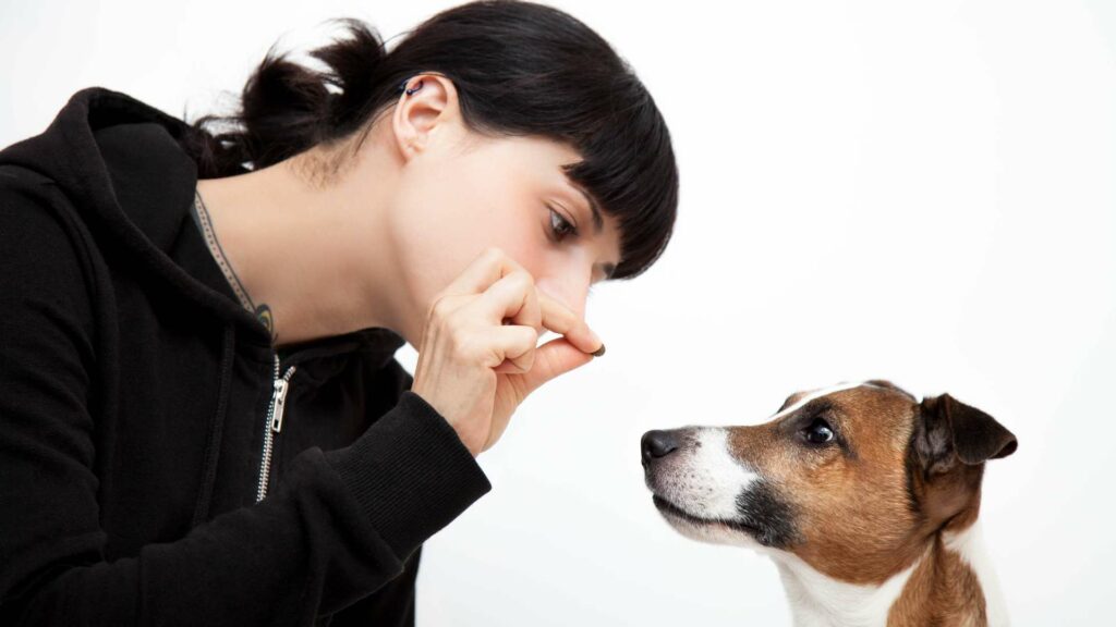 Une récompense pour un chien