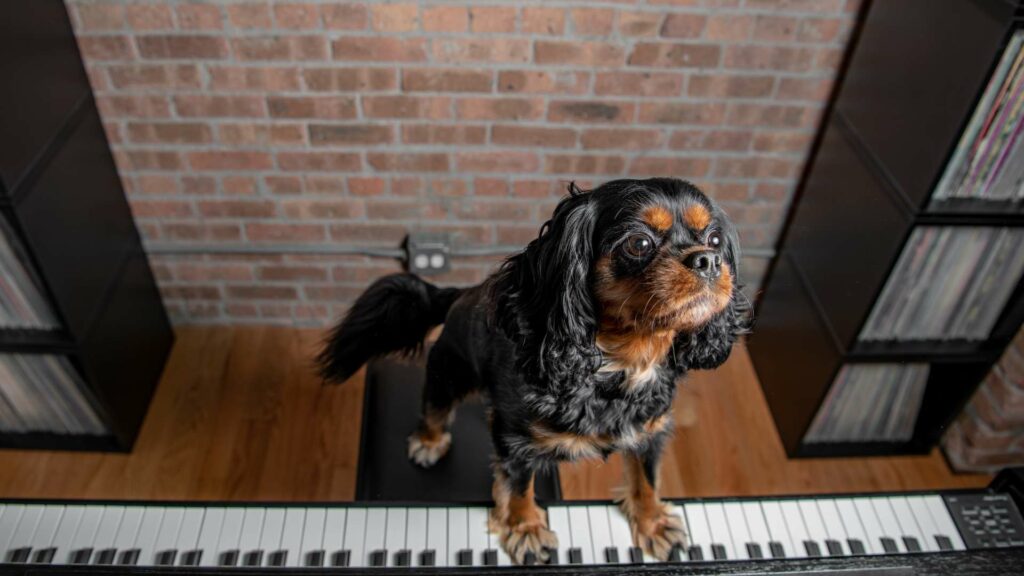 Un chien avec un piano