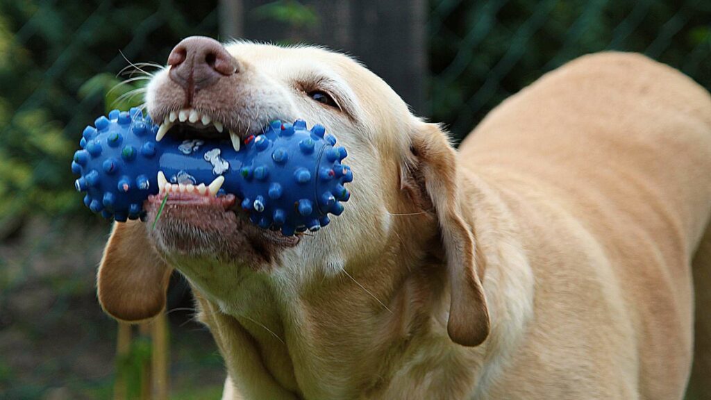 Un jouet en caoutchouc pour chien