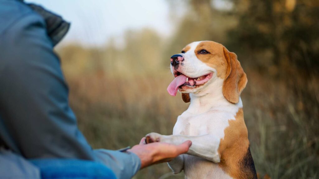 Eduquer son chien