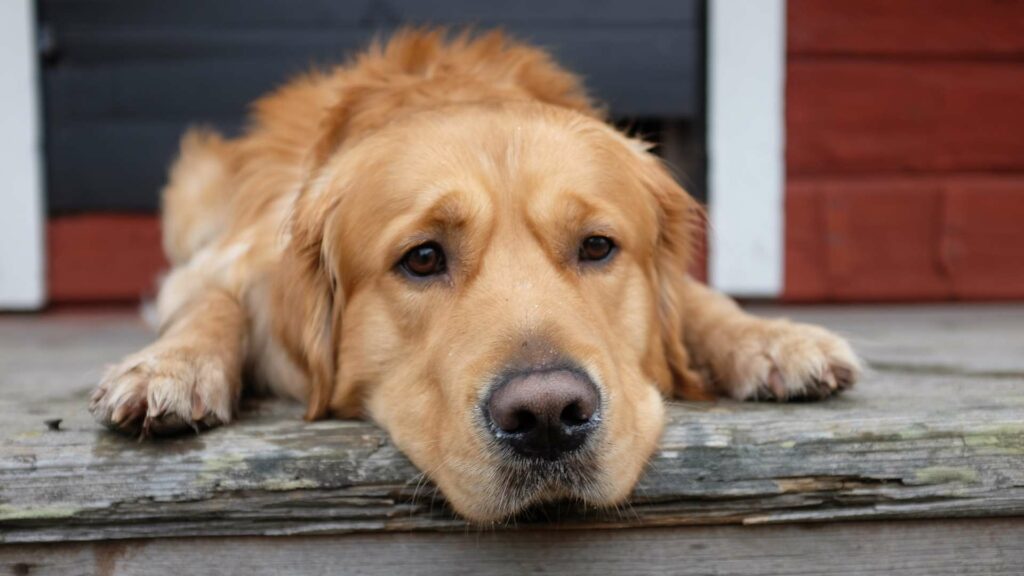 Un chien couché