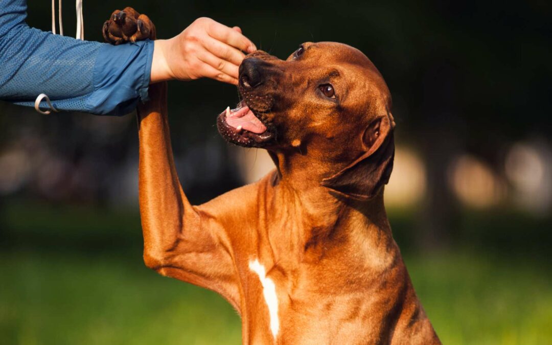 L’éducation positive : respecter l’animal dans son apprentissage