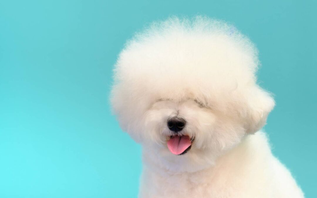 Bichon Frisé