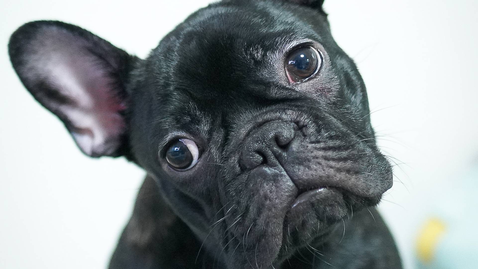 bouledogue français noir