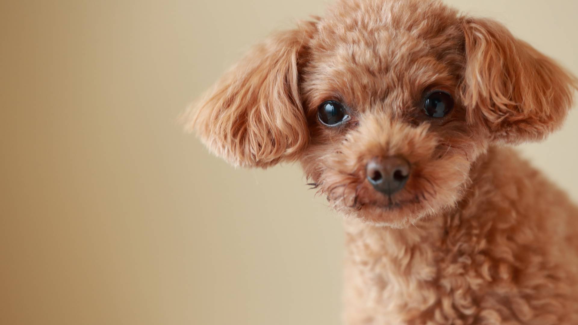 Caniche roux