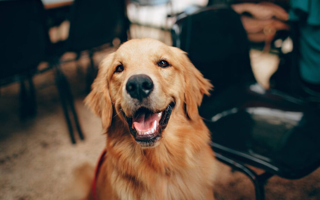 Les 5 races de chiens les plus intelligentes : pourquoi les choisir