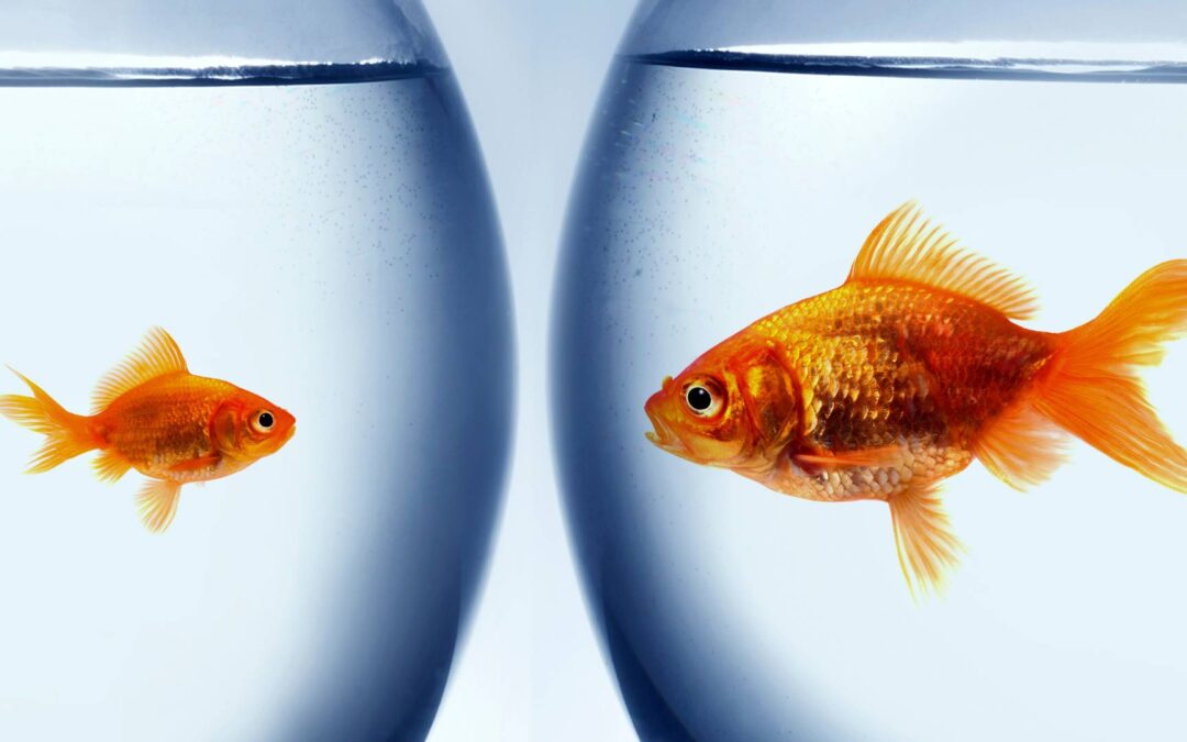 Gros poisson en surpoids