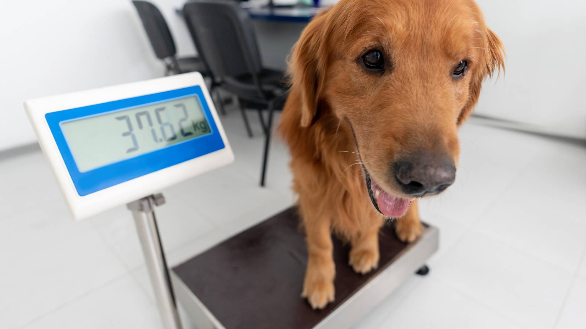 Chien sur une balance