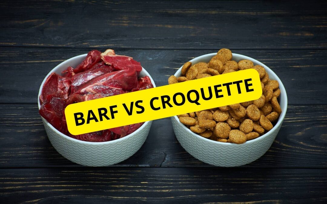 Mon avis sur les régimes BARF pour chiens