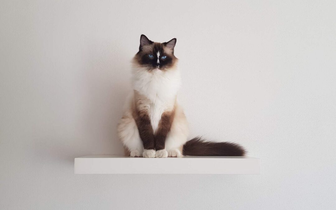 Les races de chats hypoallergéniques : mythe ou réalité