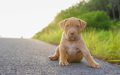 Comment socialiser un chiot pour en faire un chien bien équilibré