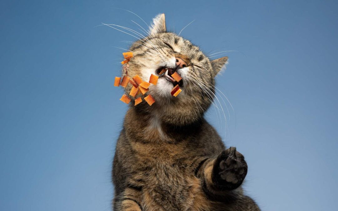 nourriture chat