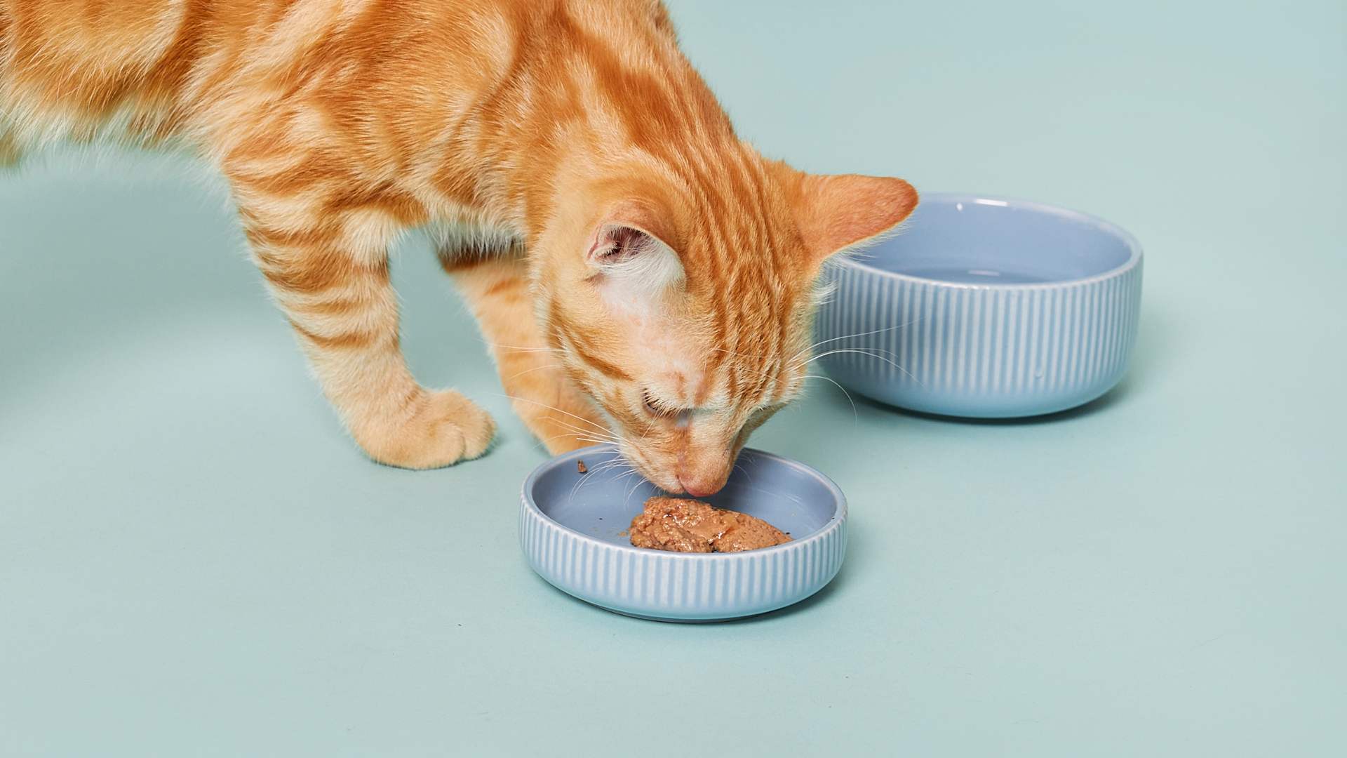 nourriture chat