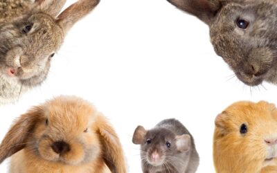 Les meilleurs rongeurs de compagnie : hamsters, gerbilles et plus