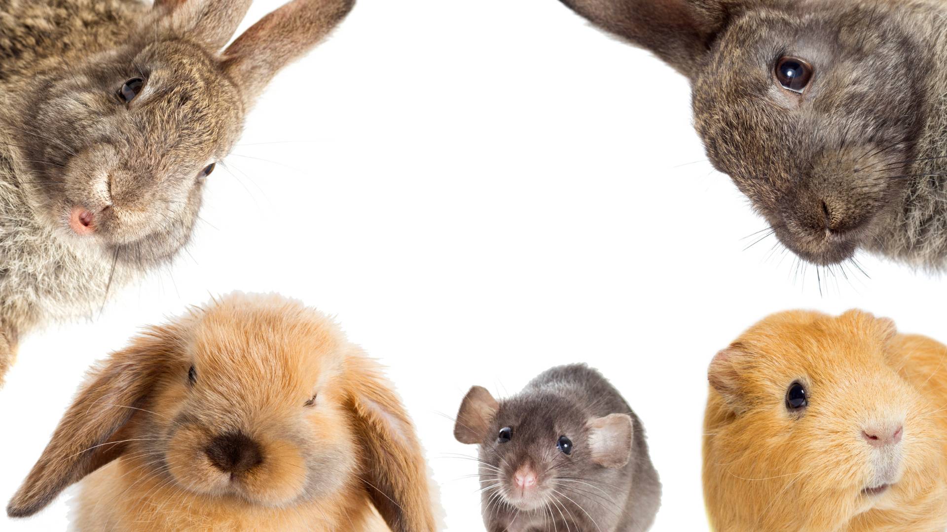 Liste Animaux Rongeurs Meilleurs rongeurs à adopter : Hamsters, gerbilles - ileauxserpents