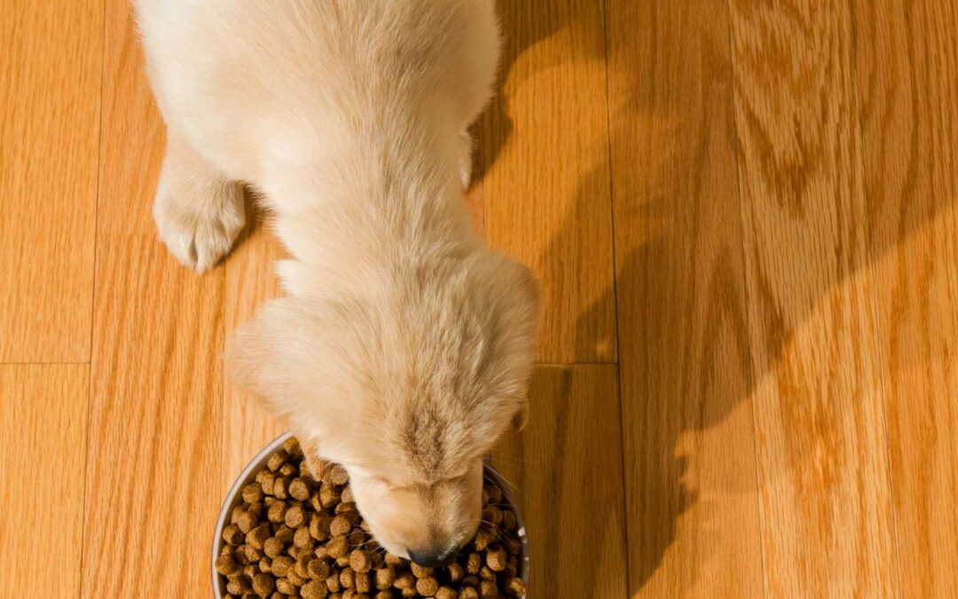 suppléments alimentaires pour animaux