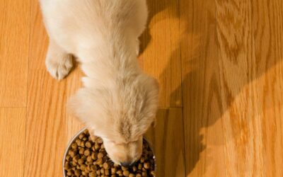Les suppléments alimentaires pour animaux : utiles ou superflus