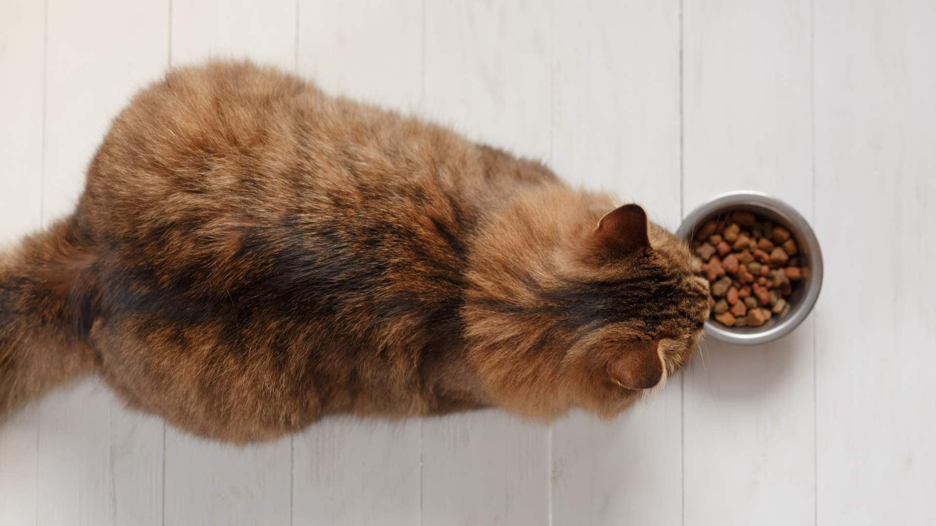 suppléments alimentaires pour animaux