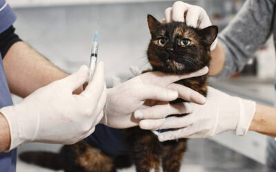 Guide sur les vaccinations indispensables pour votre animal de compagnie