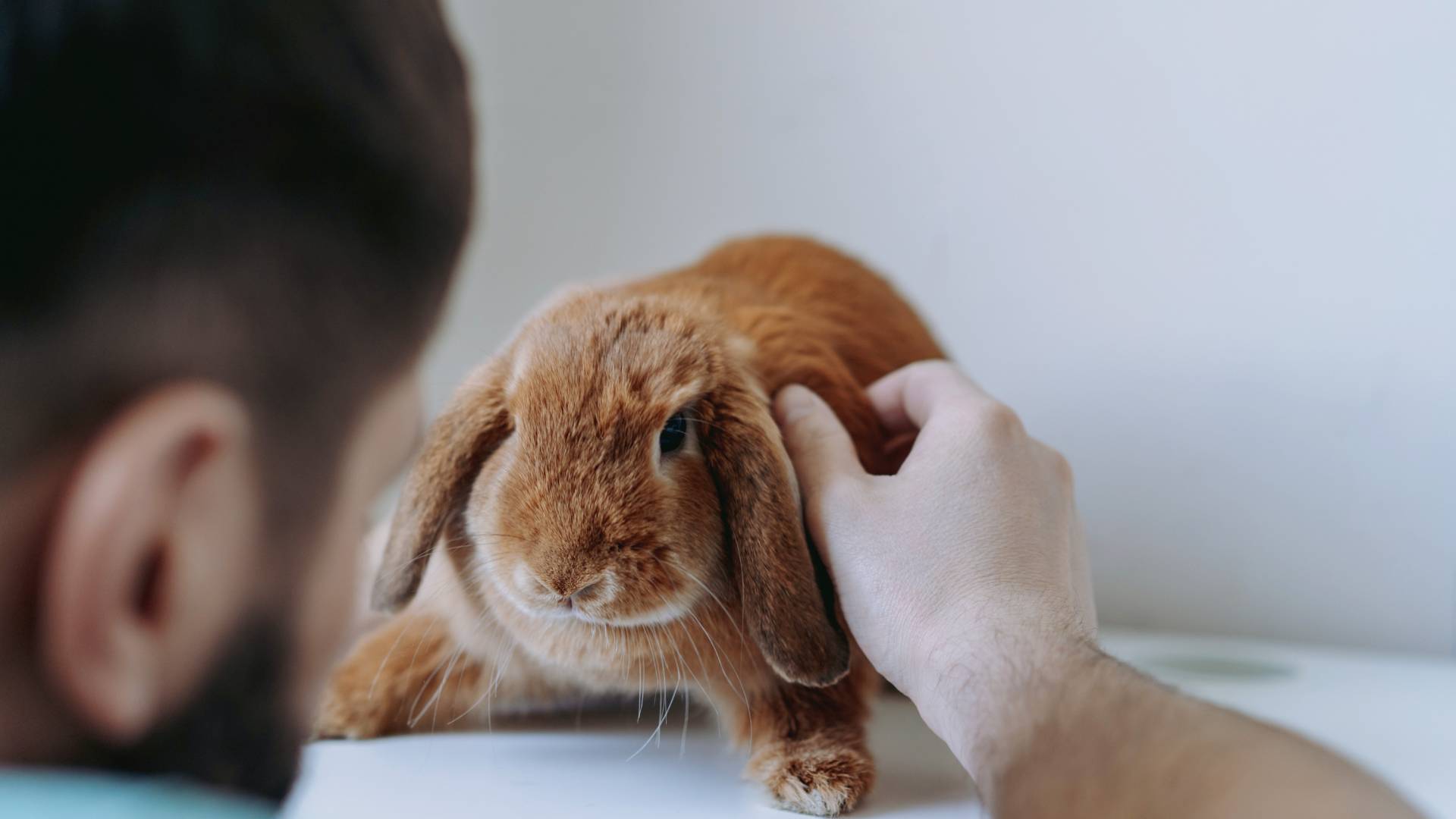 Lapin chez le vétérinaire