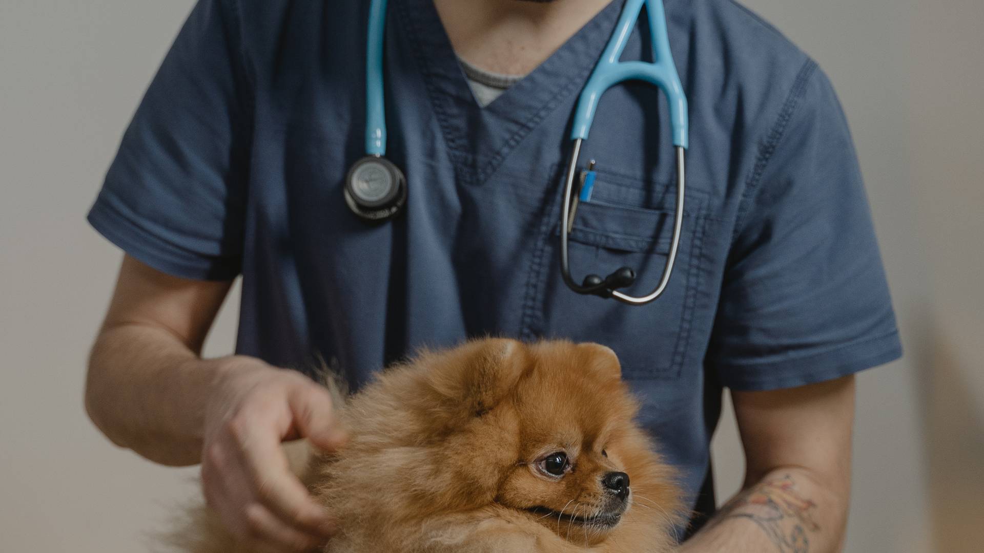 Chien chez le vétérinaire